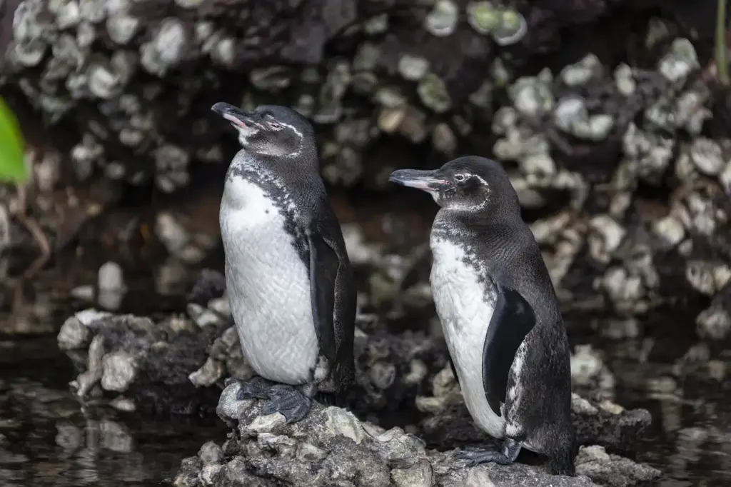 Two Galápagos Penguins on the Rocks 