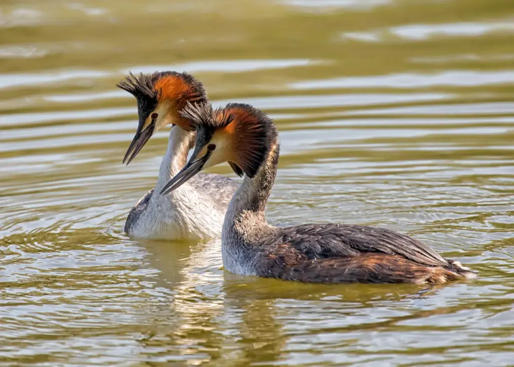 Two Great Grebes Swimming in the Lake
