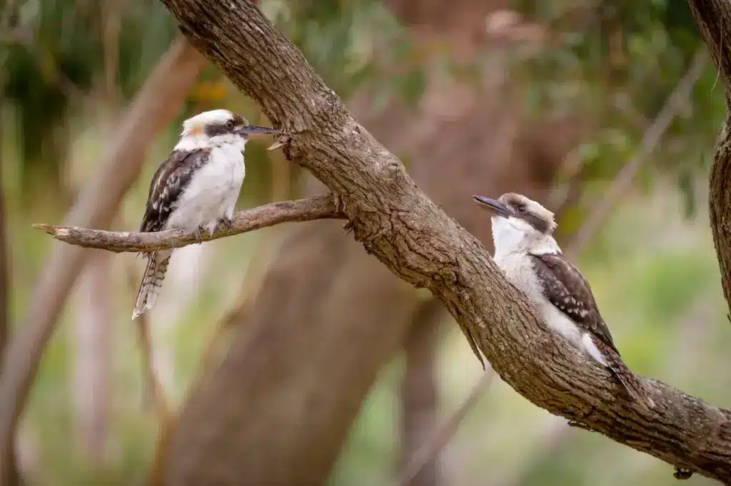 Two Kookaburras on a Tree 