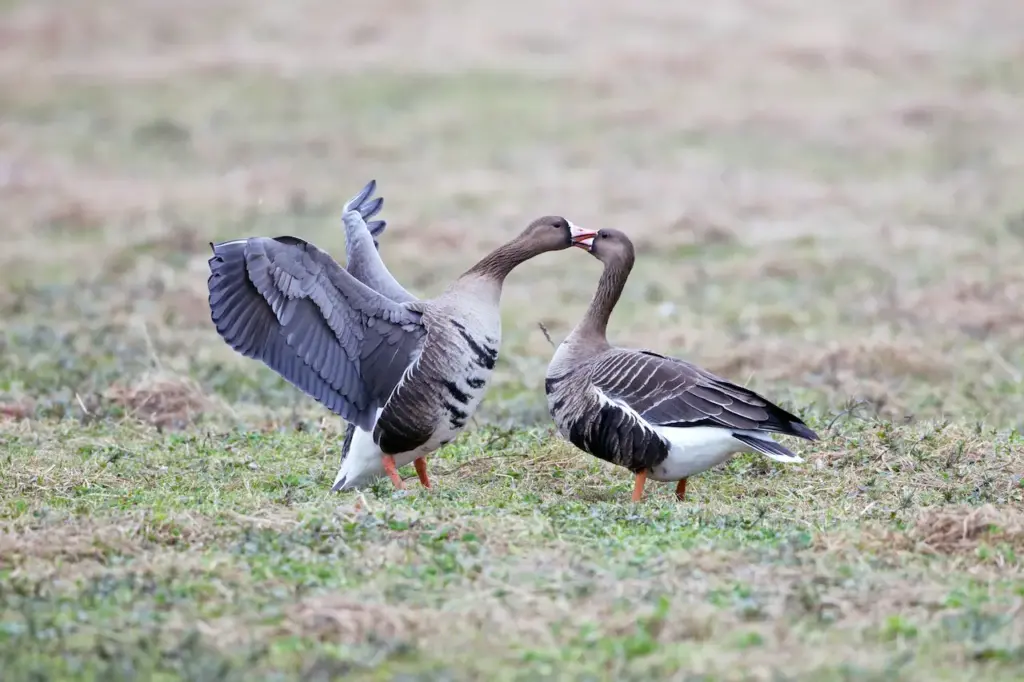 Two Lesser White-fronted Geese Fighting 