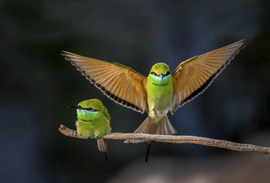 Two Little Green Bee-eater 