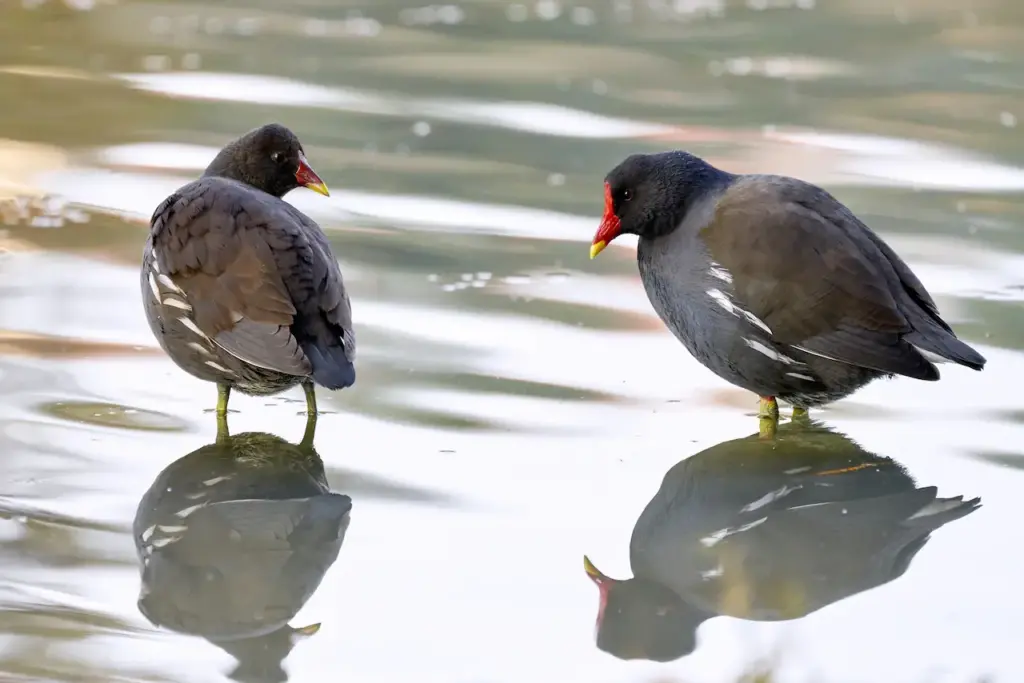 Two Moorhens in The Water