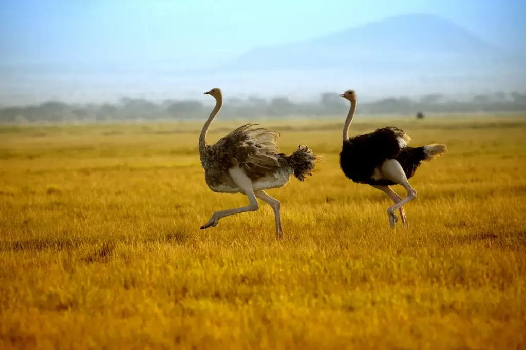 Two Ostriches Running