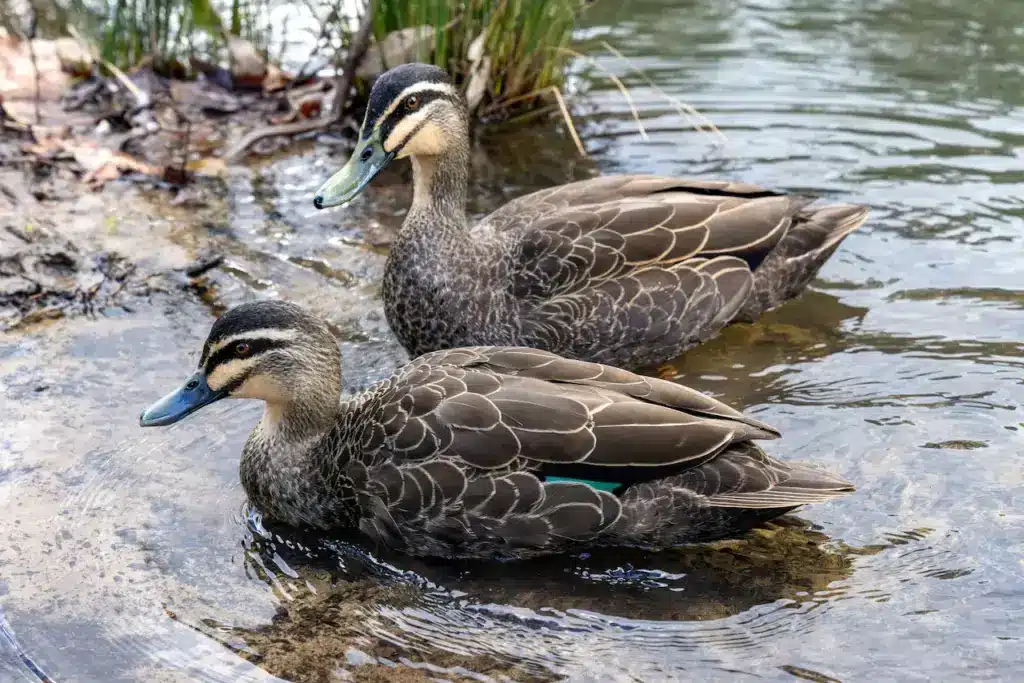 Two Pacific Black Ducks in The Water 