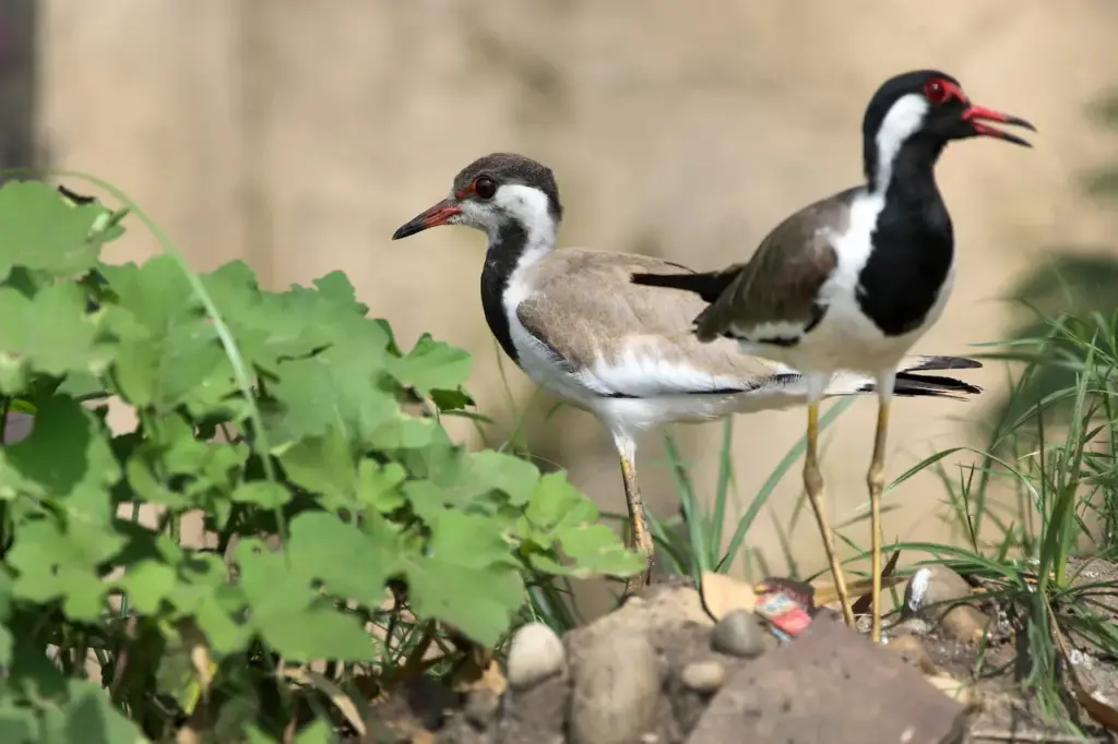 Two Red-wattled Lapwings Standing on Rock 