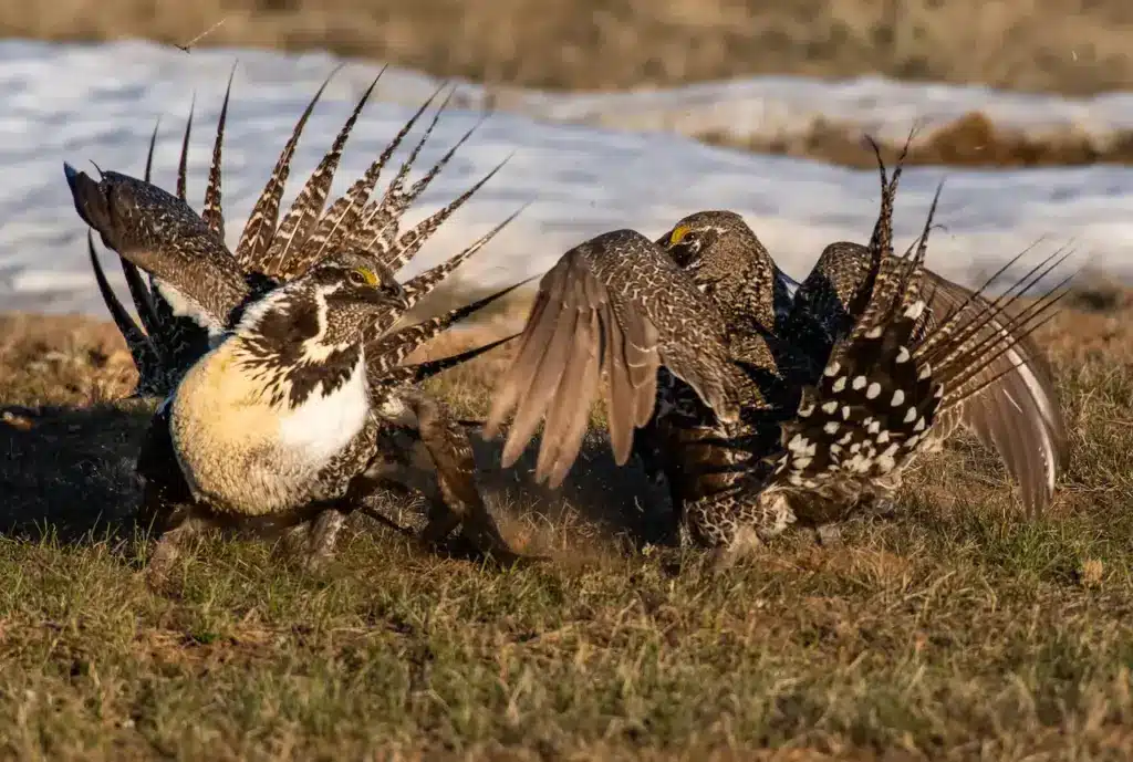 Two Sage Grouse near the Water 