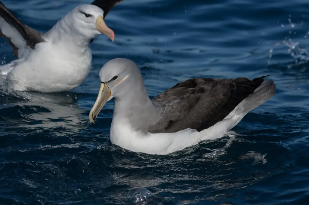 Two Salvin's Albatross in the Water