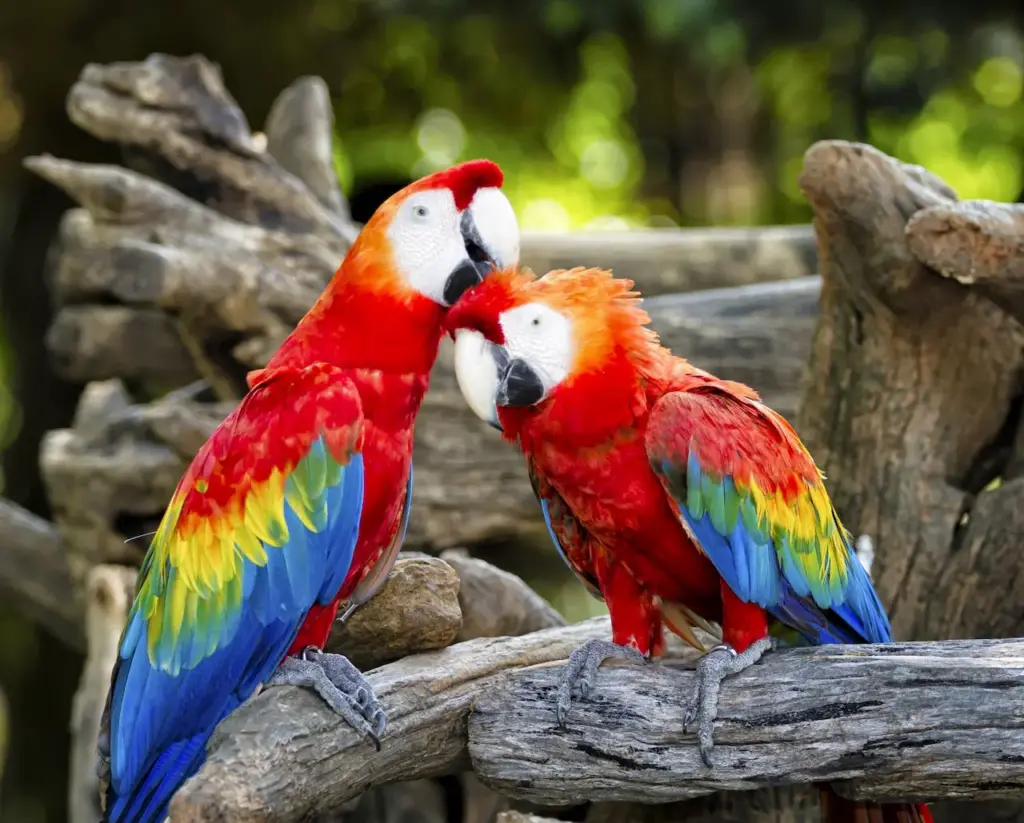 A Pair Of Two Scarlet Macaw Parrots