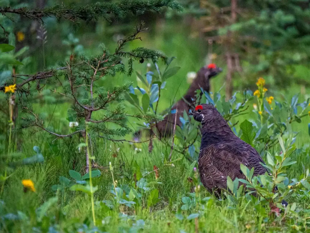 Two Siberian Grouse In A Grass Field