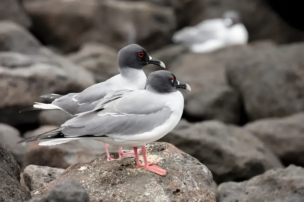 Two Swallow-tailed Gull 