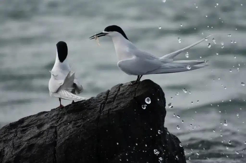 Two Terns Pearched on the Rock