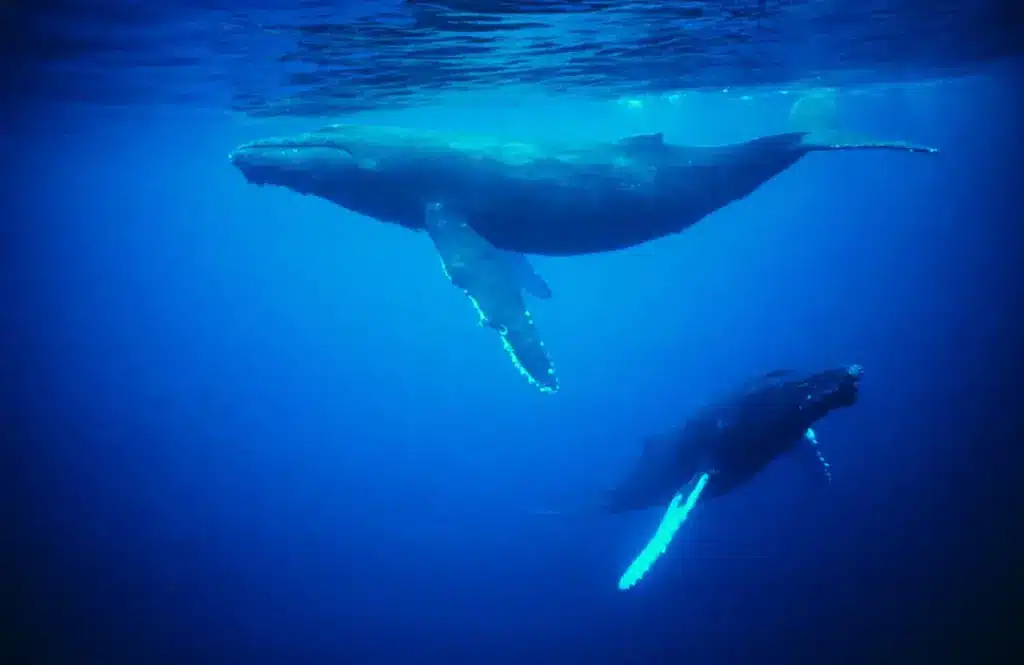 Two Whales Under Water