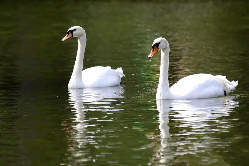 Two White Swan  Swimming in the Pond
