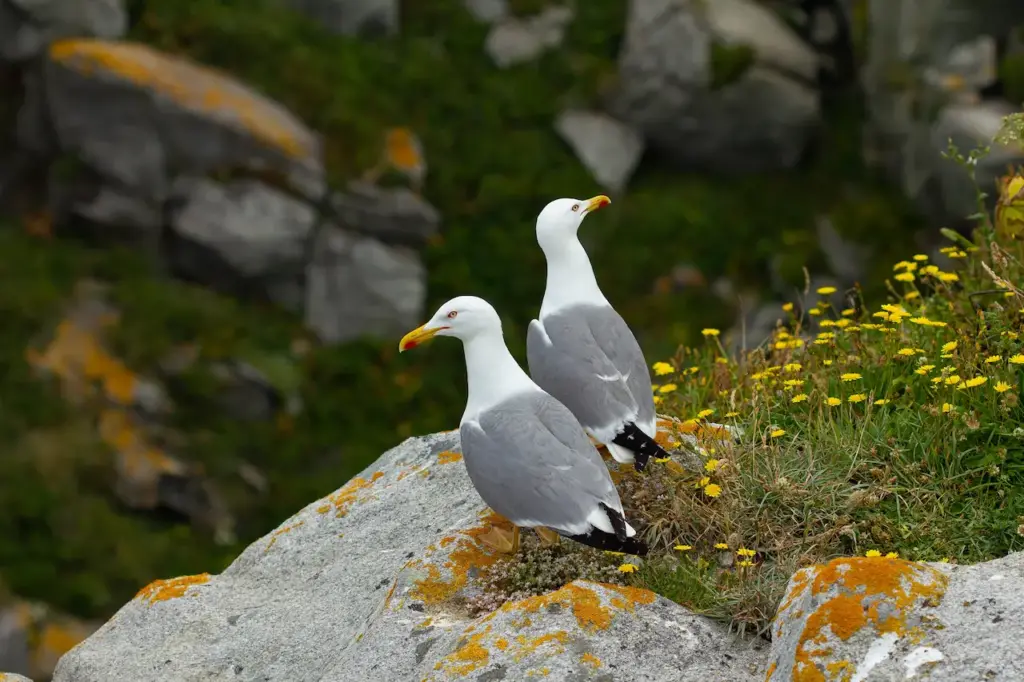 Two Yellow-legged Gulls Standing on a Rock 