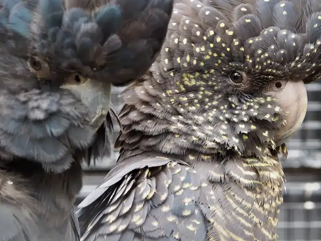 Two magnificent beautiful Red-tailed Black-Cockatoos Close Up