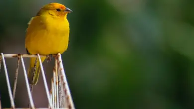 The Types of Finch Species