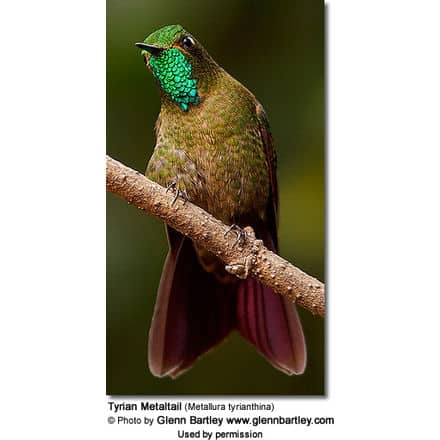 A Tyrian Metaltail hummingbird perches on a thin branch, showcasing its iridescent green throat feathers and brownish-green body plumage. Its partially visible purple tail adds a touch of elegance. Photo by Glenn Bartley, www.glennbartley.com.