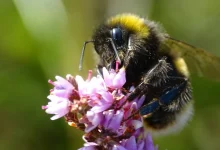 UK Wild Bee Numbers Have Fallen by a Third