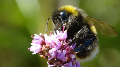 UK Wild Bee Numbers Have Fallen by a Third