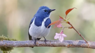 Ultramarine Flycatchers on a Tree Branch
