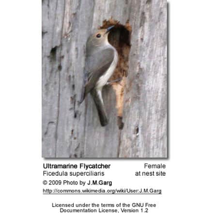 Ultramarine Flycatcher - female at nest site