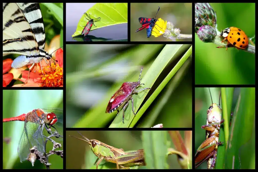 Pictures Of Various InsectsUnion For The Study of Social Insects 