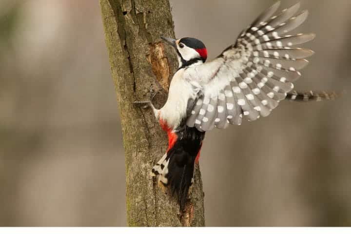 Are Woodpeckers Omnivores