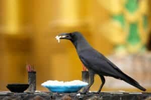 Do Crows Eat Other Birds