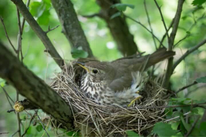 Do birds return to the same nest every year? Or is there a turf war over old nests?