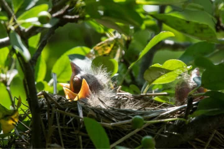 How to protect bird nests: if you love them, leave them alone - BirdLife  International