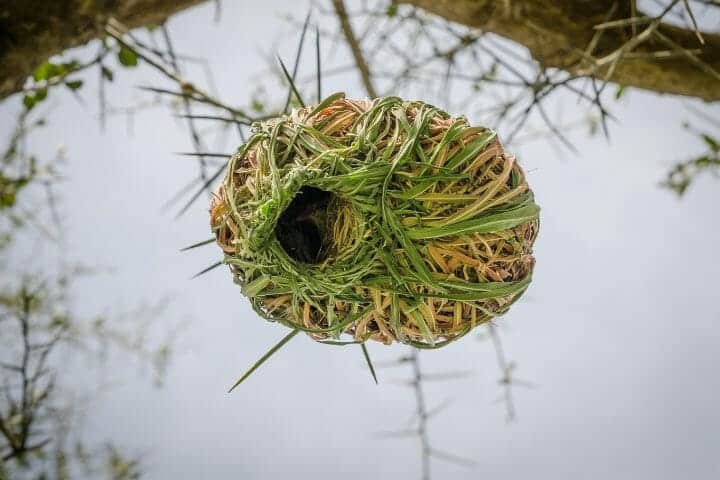 Elaborate Bird Nests - Who Is The Most Complex Of Them All