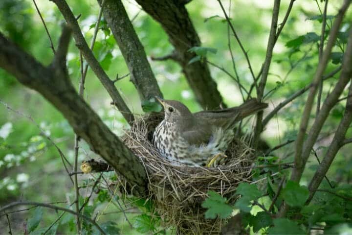 How Long Do Birds Take To Build A Nest