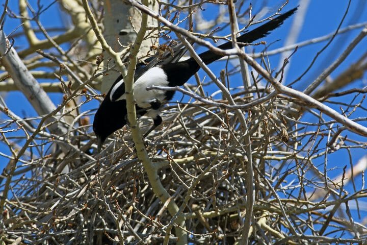 How Long Do Birds Take To Build A Nest