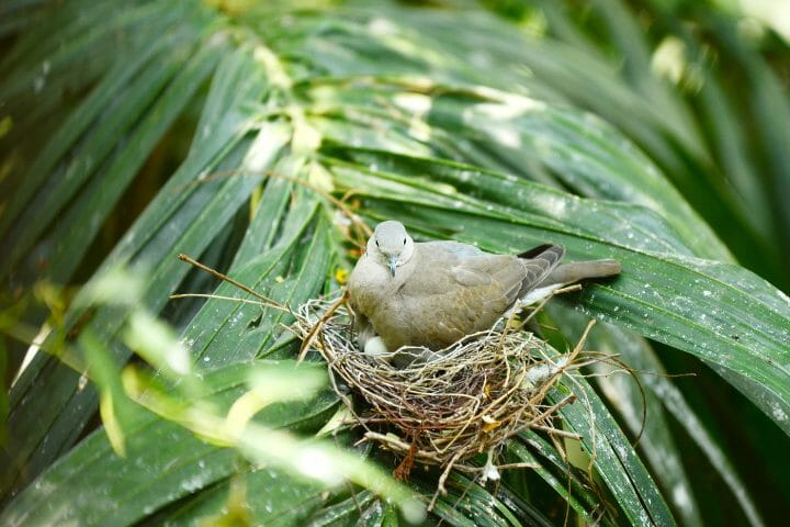 How Long Do Birds Take To Build A Nest
