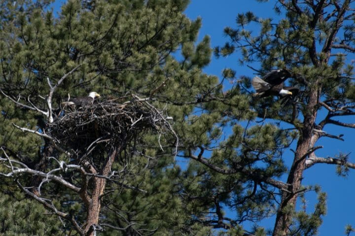 how big is a bald eagle nest