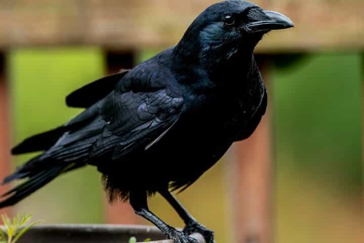 Raven Vs Crow Vs Blackbird
