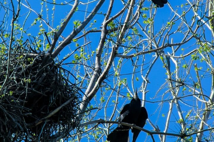 Do Crows Use The Same Nest