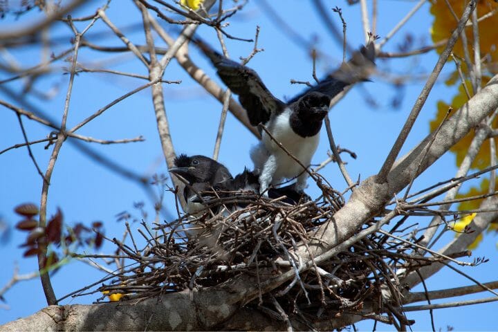 Where Do Crows Nest?