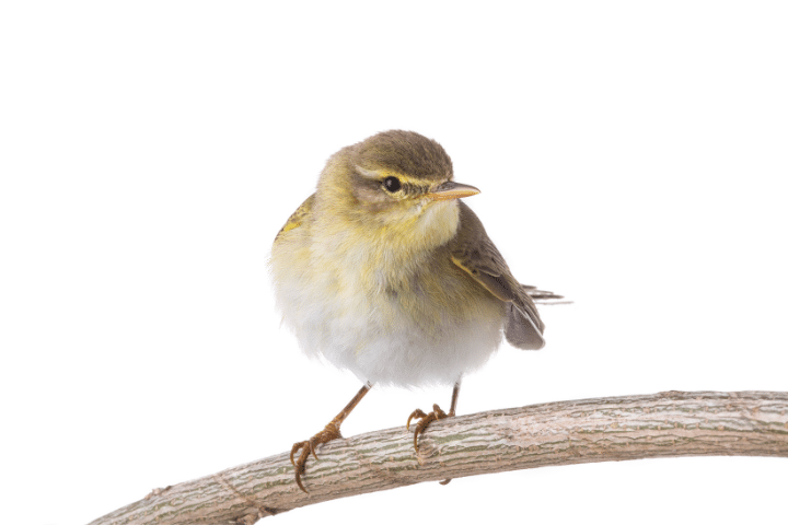 Chiffchaff Vs. Willow Warbler - Differences And How To Identify