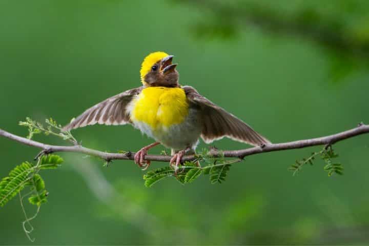 What Makes A Weaver Bird So Interesting?
