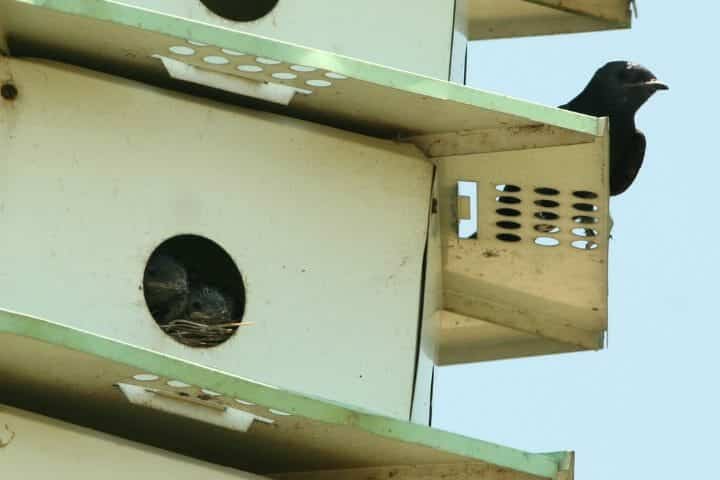 What Direction Should A Purple Martin House Face?