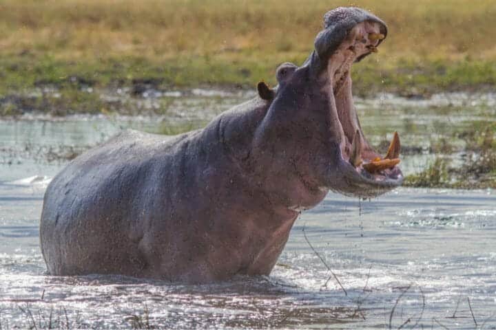anaconda eating hippo