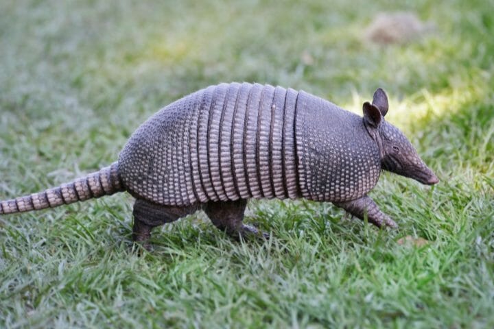 What Eats An Armadillo
