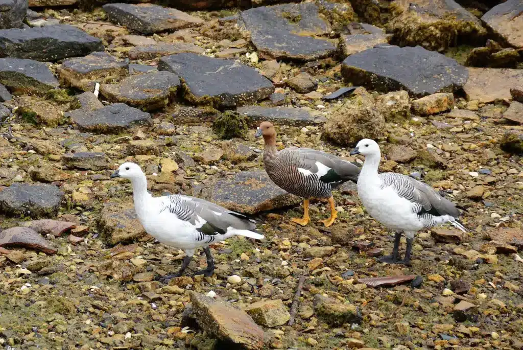 Group of Upland Geese on the Rocks