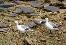 Group of Upland Geese on the Rocks