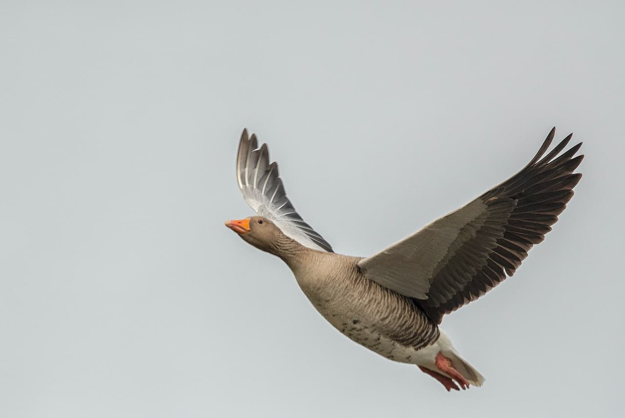 A Upland Goose Flying
