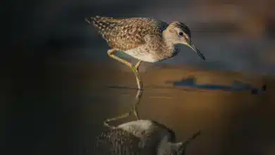 The Upland Sandpiper On the Wet Sand