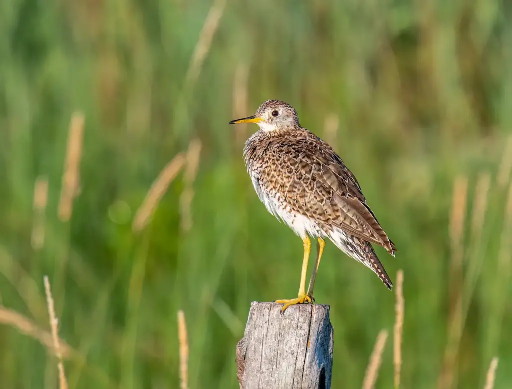 Upland Sandpiper Perched on a Woods 