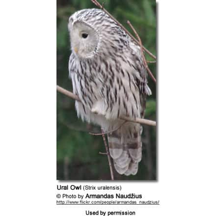 Ural Owl (Strix uralensis) 