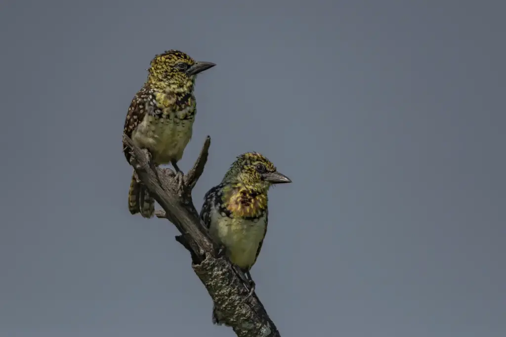 Two Usambiro Barbet Perched on Tree